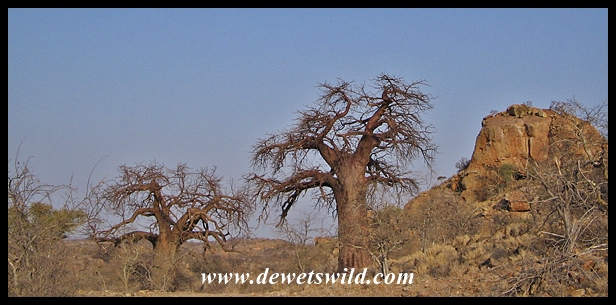 Baobab, Mapungubwe (1)