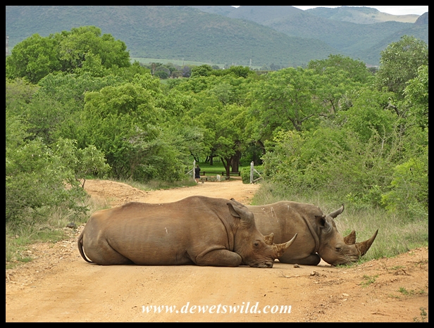 Guarding the entrance to Malelane Camp