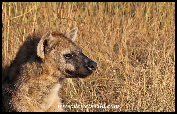 Spotted hyena