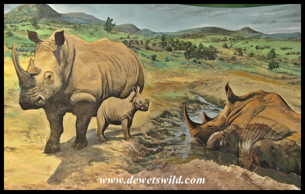 Berg-en-Dal Rhino Hall