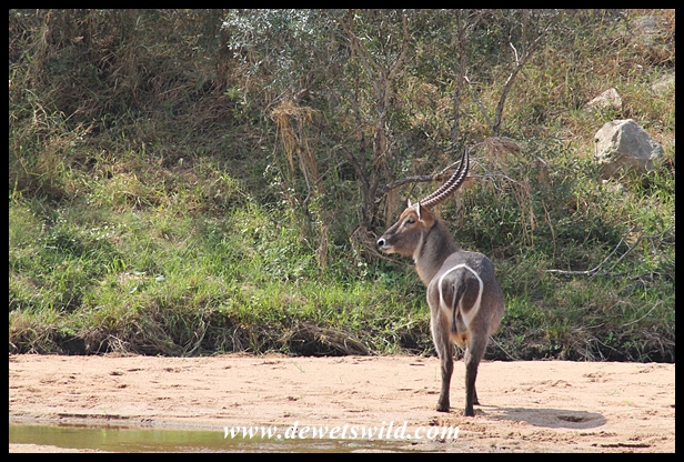 Wildlife encounter on the Rhino Trail