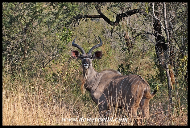 Kudu