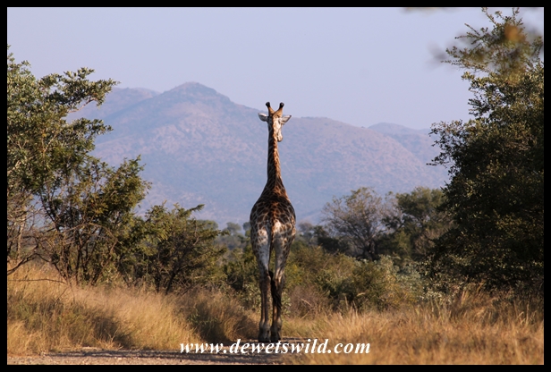 Giraffe and Berg-en-Dal scenery