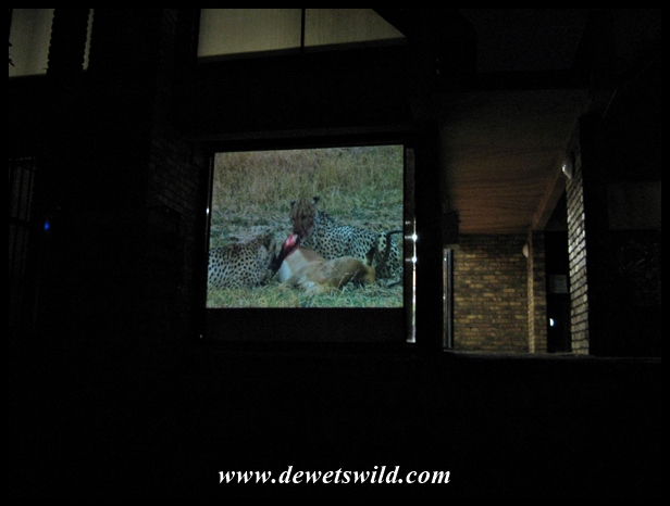 Berg-en-Dal film show