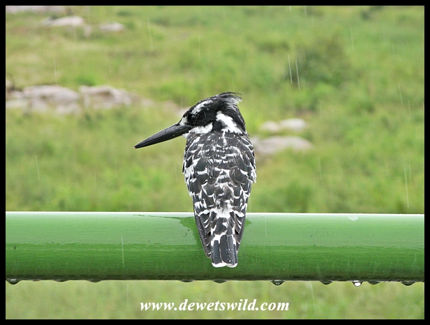Pied kingfisher