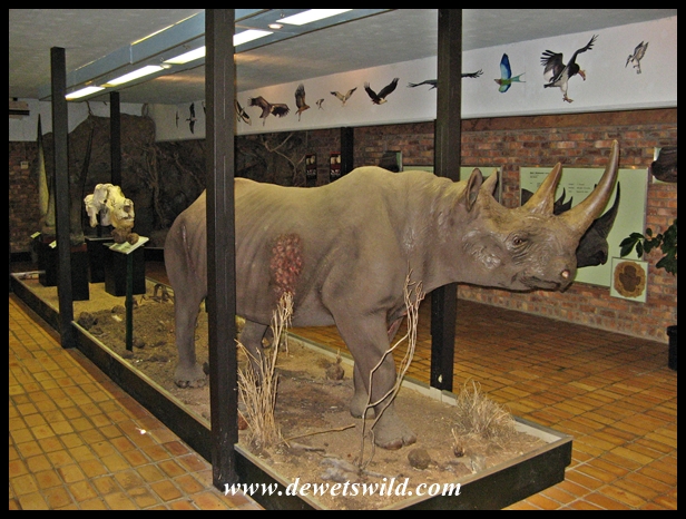 Berg-en-Dal Rhino Hall