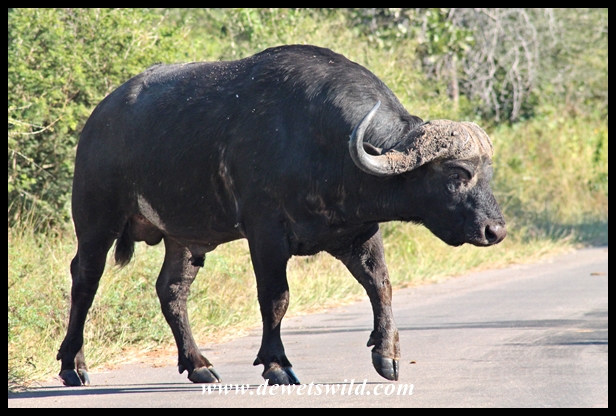 Buffalo bull