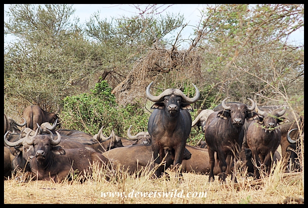 Buffalo herd