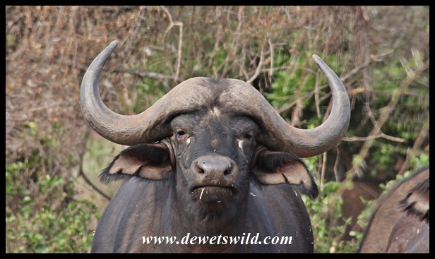 Young buffalo bull