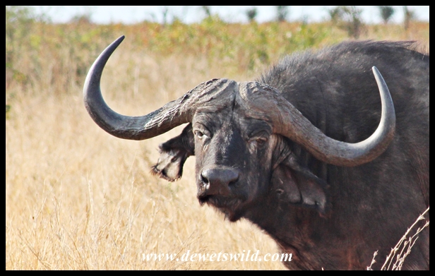 Buffalo bull