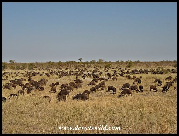Buffalo herd