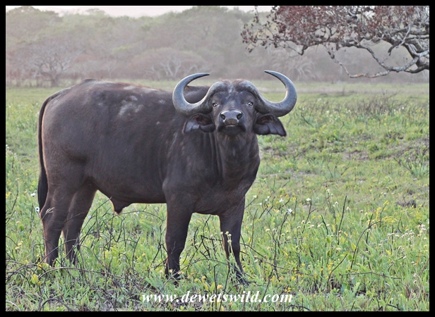 Young buffalo bull