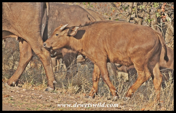 Buffalo calf