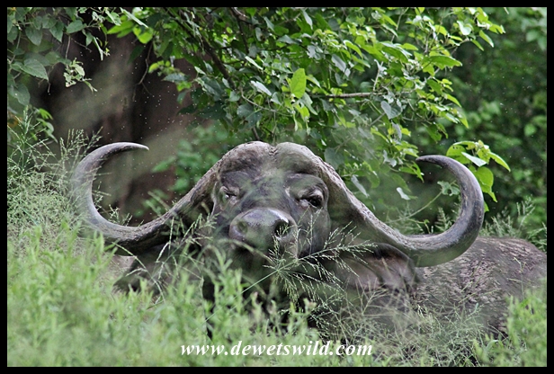 You wouldn't want to find yourself on foot in thick vegetation like this when buffalo are around...
