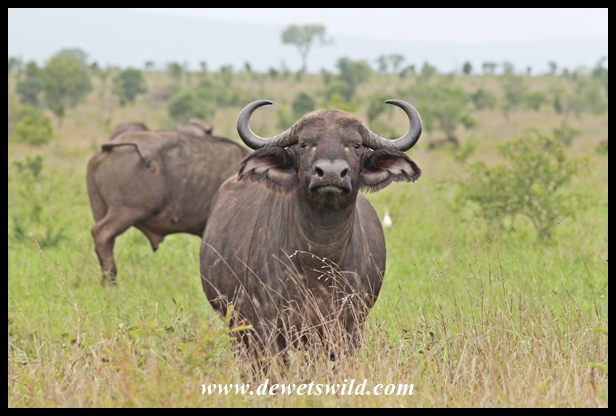 Buffalo cow