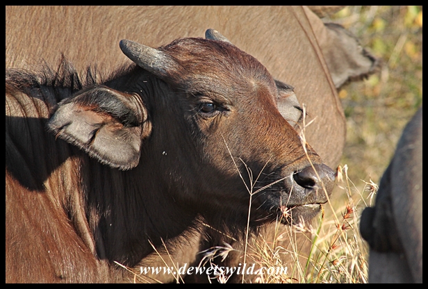 Buffalo calf