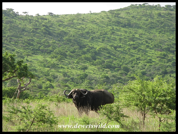 Buffalo bull in typical habitat