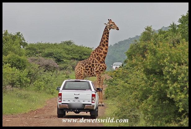 Hluhluwe-Imfolozi Park