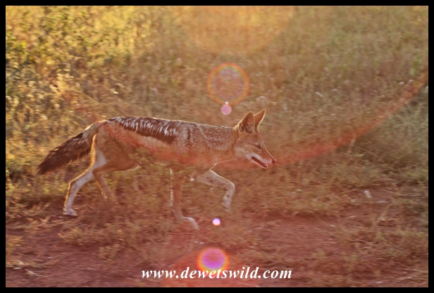 Black-backed jackal are frequently seen near Orpen, Maroela and Tamboti