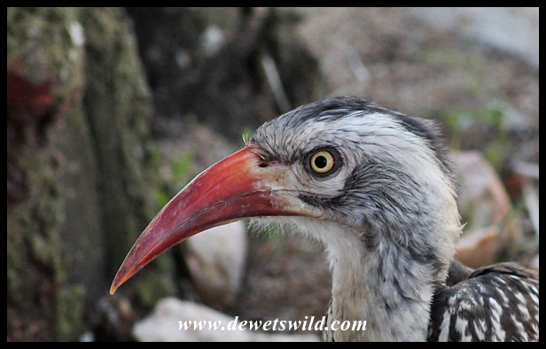 Red-billed hornbill in Orpen