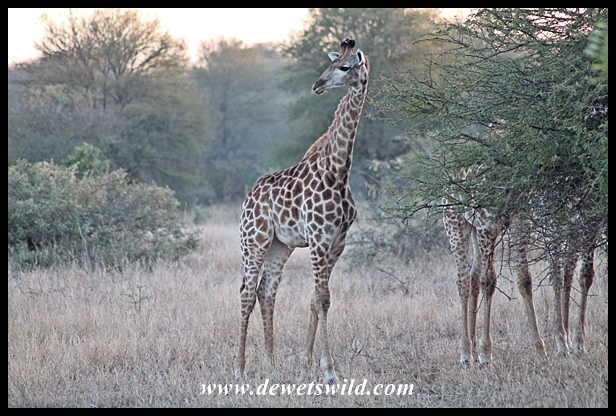 Giraffe youngster