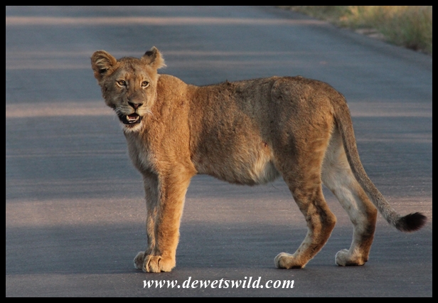 Lion are often encountered on the tar road to Satara