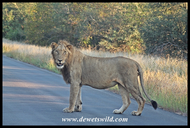Lion are often encountered on the tar road to Satara