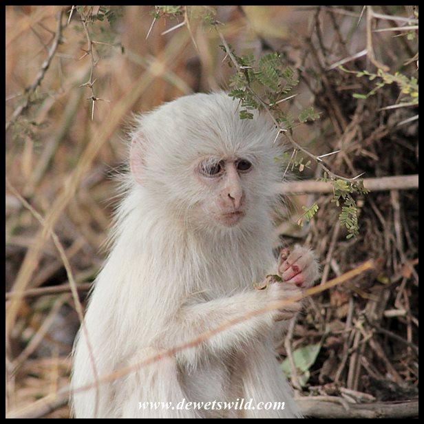 albino-vervet-knp-timbavati-