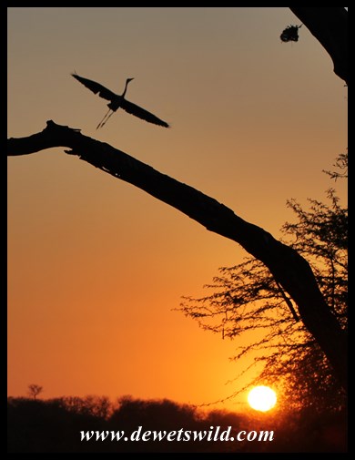 Coming in to land at Lake Panic