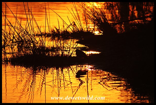 Golden sunrise on the water