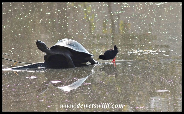 Neighbours looking out for each other at Lake Panic