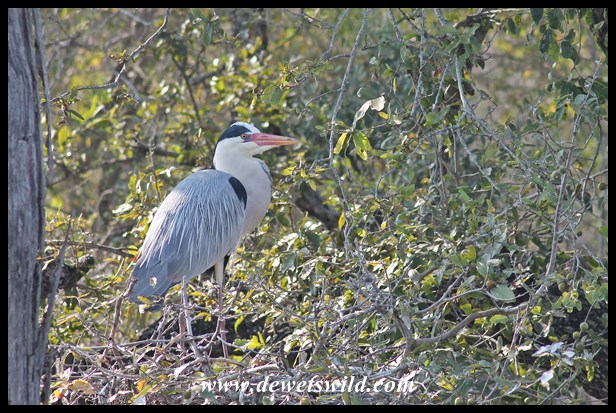 Grey heron at Lake Panic