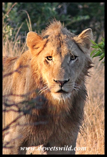 Lion, Kruger National Park