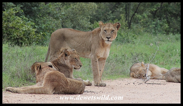 Lion, Kruger National Park