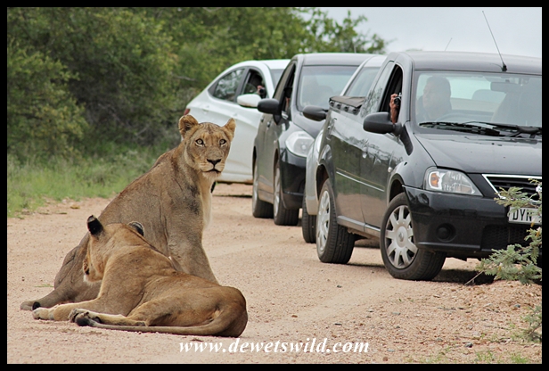 Lion, Kruger National Park