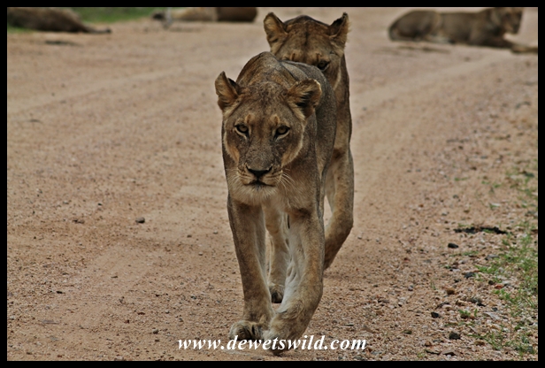 Lion, Kruger National Park