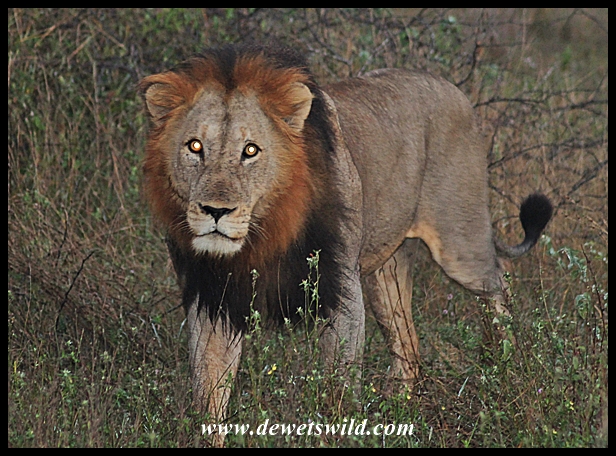 Lion, Kruger National Park