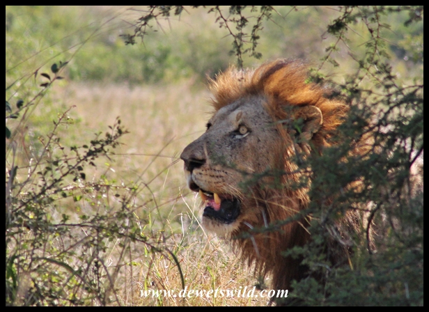 Lion, Kruger National Park