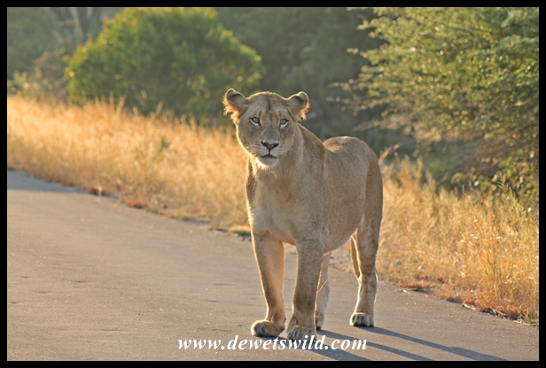 Lion, Kruger National Park