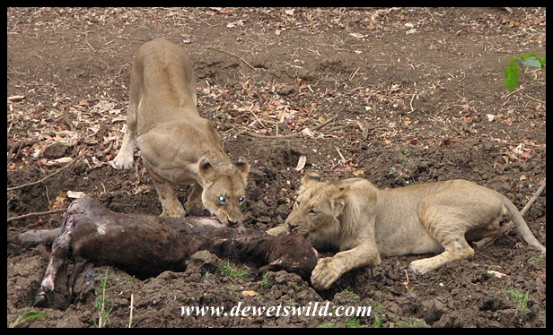 Lion, Kruger National Park
