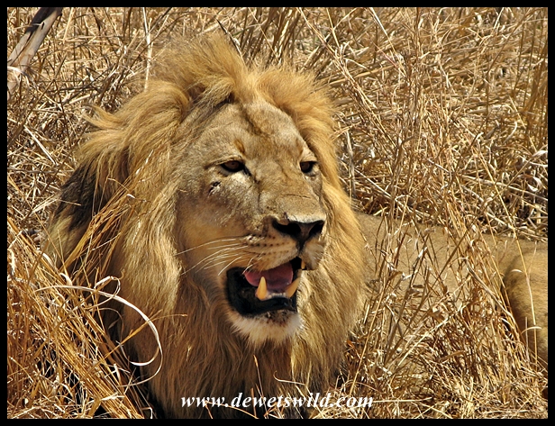 Lion, Kruger National Park