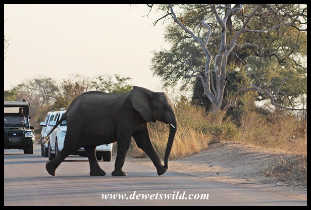 The young elephant that started the show