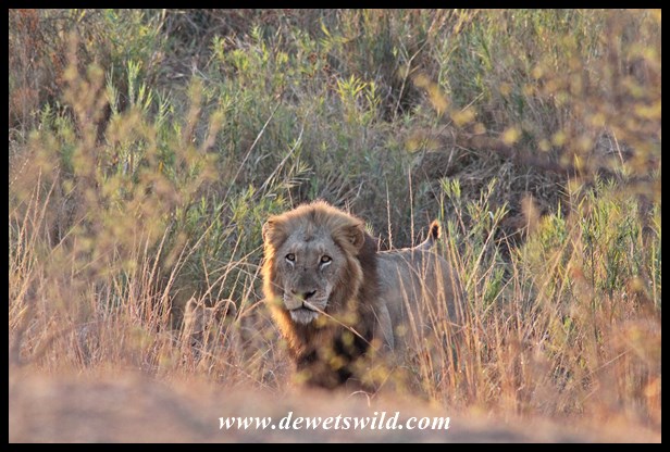 Moving out of the reeds