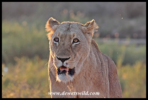 The first lioness to cross - notice she's blind in her right eye