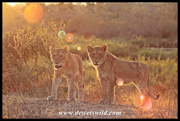 Two cubs making their way out of the river bed