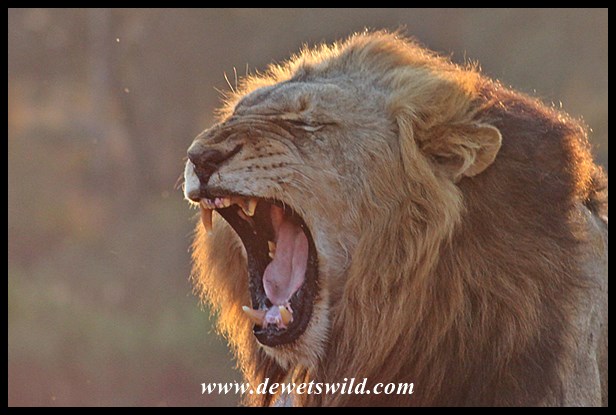 The first male to move closer, jawning after having their afternoon nap so rudely interrupted by the elephant