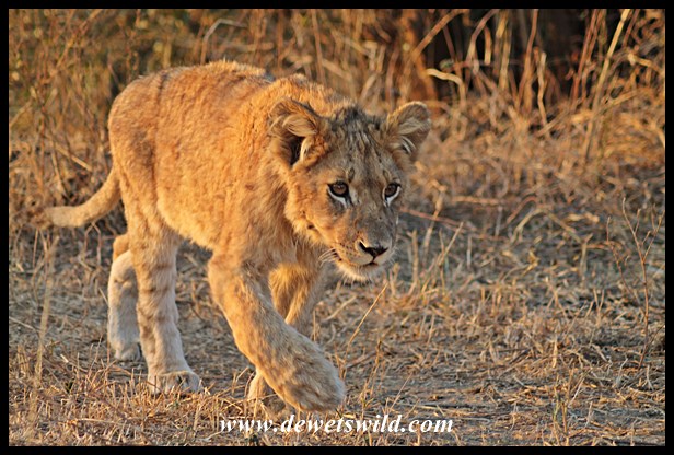 The smallest cub in the pride