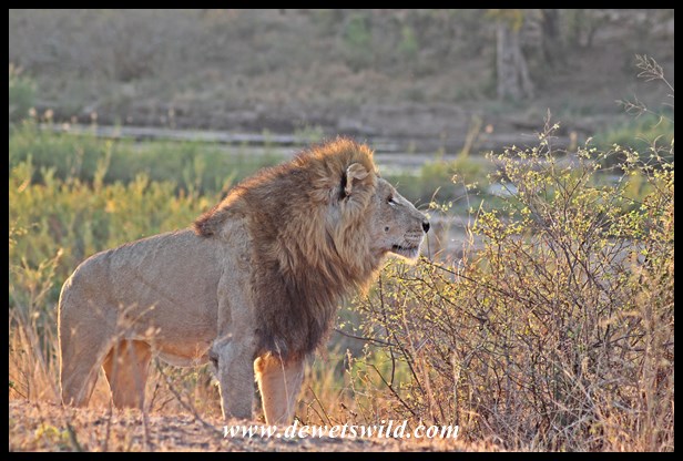 The second male to appear was a beautiful specimen