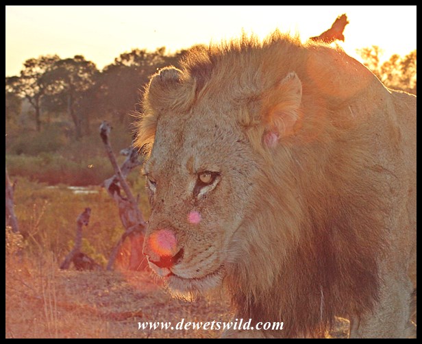 The third male, apparently a little younger than the other two