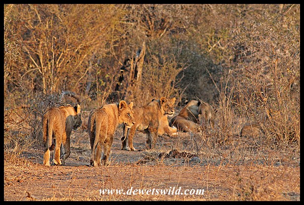 Moving into the bush after crossing the road